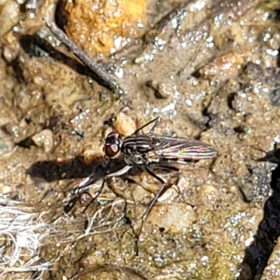 Ephydridae sp. (family) at Banksia Street Wetland Corridor - 19 Sep 2023 by trevorpreston