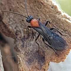 Braconidae (family) (Unidentified braconid wasp) at O'Connor, ACT - 19 Sep 2023 by trevorpreston