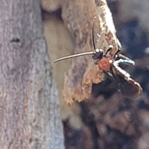 Braconidae (family) at O'Connor, ACT - 19 Sep 2023