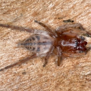 Clubiona sp. (genus) at Ainslie, ACT - 14 Sep 2023 12:00 AM