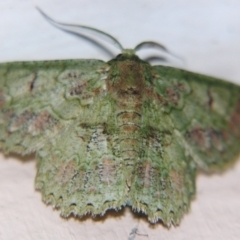 Hypodoxa conspurcata (A Textured emerald) at Sheldon, QLD - 10 Aug 2007 by PJH123