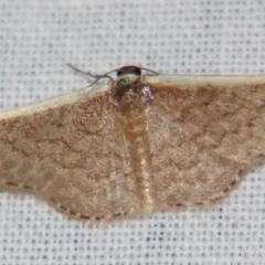 Idaea inversata (Purple Wave) at Sheldon, QLD - 10 Aug 2007 by PJH123