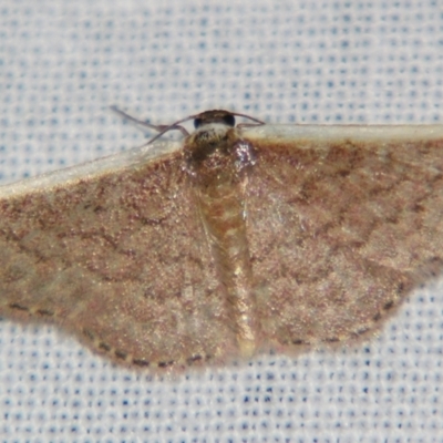 Idaea inversata (Purple Wave) at Sheldon, QLD - 10 Aug 2007 by PJH123