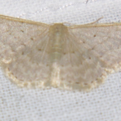 Idaea philocosma (Flecked Wave) at Sheldon, QLD - 10 Aug 2007 by PJH123