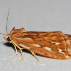 Meyrickella torquesauri (Red Snout) at Sheldon, QLD - 10 Aug 2007 by PJH123