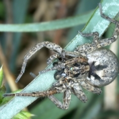 Unidentified Wolf spider (Lycosidae) at Ainslie, ACT - 13 Sep 2023 by jb2602