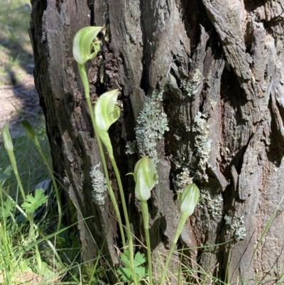 Pterostylis curta (Blunt Greenhood) at Beechworth, VIC - 1 Sep 2023 by AnneG1