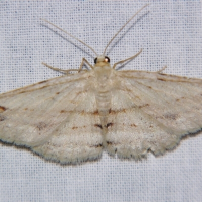 Syneora lithina (Stoney Barkmoth) at Sheldon, QLD - 10 Aug 2007 by PJH123