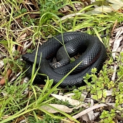 Pseudechis porphyriacus (Red-bellied Black Snake) at West Albury, NSW - 30 Aug 2023 by AnneG1