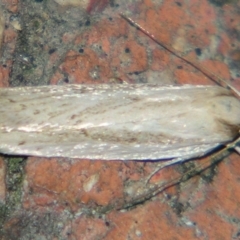 Cryptophasa flavolineata at Sheldon, QLD - 10 Aug 2007 by PJH123