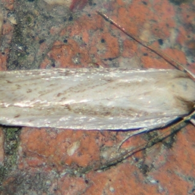 Cryptophasa flavolineata by PJH123