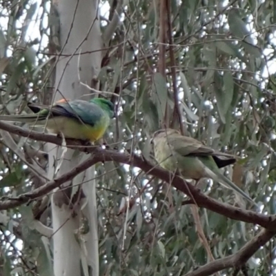 Psephotus haematonotus (Red-rumped Parrot) at West Albury, NSW - 30 Aug 2023 by AnneG1