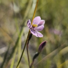 Thelymitra x irregularis (Crested Sun Orchid) at East Lynne, NSW - 19 Sep 2023 by Csteele4