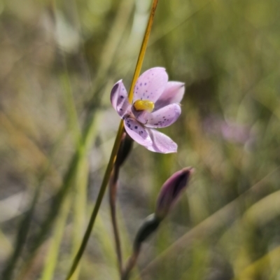 Thelymitra x irregularis (Crested Sun Orchid) at East Lynne, NSW - 19 Sep 2023 by Csteele4