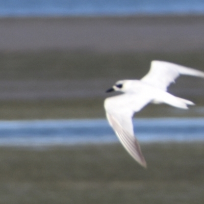 Gelochelidon macrotarsa (Australian Tern) at Wynnum, QLD - 12 Sep 2023 by PJH123