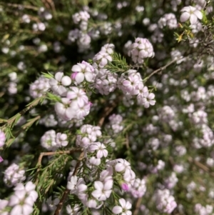 Coleonema pulchellum at Campbell, ACT - 19 Sep 2023