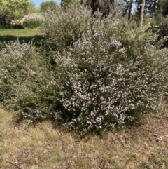 Coleonema pulchellum at Campbell, ACT - 19 Sep 2023