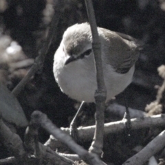 Gerygone levigaster (Mangrove Gerygone) at Wynnum, QLD - 12 Sep 2023 by PJH123