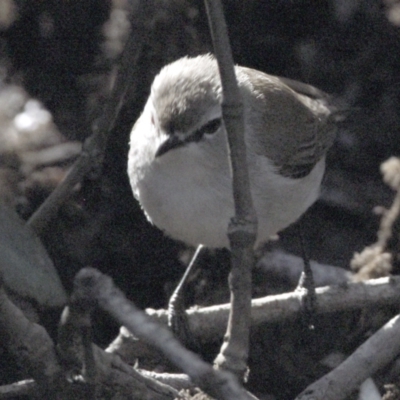 Gerygone levigaster (Mangrove Gerygone) at Wynnum, QLD - 12 Sep 2023 by PJH123