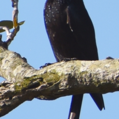 Dicrurus bracteatus (Spangled Drongo) at Wynnum, QLD - 12 Sep 2023 by PJH123