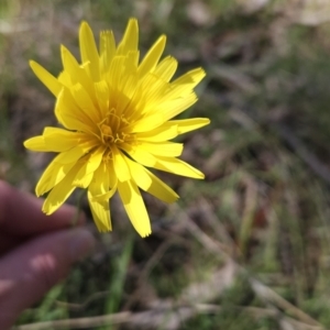 Microseris walteri at Hall, ACT - 19 Sep 2023 11:15 AM