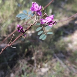 Indigofera australis subsp. australis at Hall, ACT - 19 Sep 2023