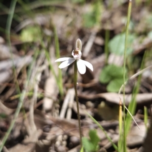 Caladenia fuscata at Hall, ACT - 19 Sep 2023