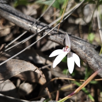 Caladenia fuscata (Dusky Fingers) at Hall, ACT - 19 Sep 2023 by BethanyDunne