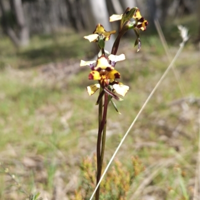 Diuris pardina (Leopard Doubletail) at Hall, ACT - 19 Sep 2023 by BethanyDunne