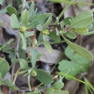 Hibbertia obtusifolia at Hall, ACT - 19 Sep 2023