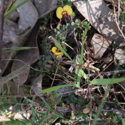 Bossiaea buxifolia (Matted Bossiaea) at Hall, ACT - 19 Sep 2023 by BethanyDunne