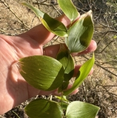 Eustrephus latifolius (Wombat Berry) at Kangaroo Valley, NSW - 19 Sep 2023 by lbradley