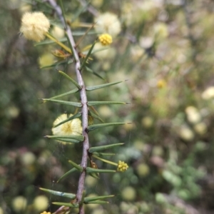 Acacia ulicifolia at Hall, ACT - 19 Sep 2023