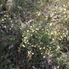 Acacia ulicifolia at Hall, ACT - 19 Sep 2023 11:56 AM