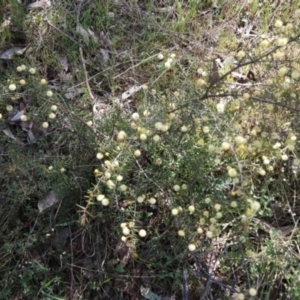 Acacia ulicifolia at Hall, ACT - 19 Sep 2023