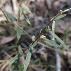 Hovea heterophylla (Common Hovea) at Hall, ACT - 19 Sep 2023 by BethanyDunne