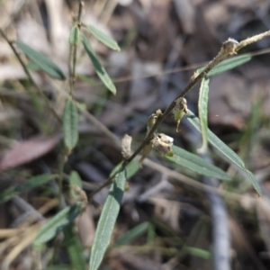 Hovea heterophylla at Hall, ACT - 19 Sep 2023