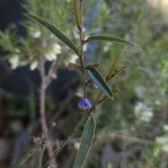 Hovea heterophylla (Common Hovea) at Hall, ACT - 19 Sep 2023 by BethanyDunne