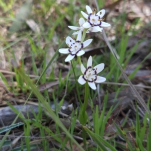 Wurmbea dioica subsp. dioica at Hall, ACT - 19 Sep 2023 12:12 PM