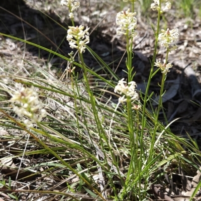 Stackhousia monogyna (Creamy Candles) at Hall, ACT - 19 Sep 2023 by BethanyDunne