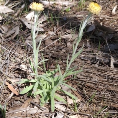 Coronidium scorpioides (Button Everlasting) at Hall, ACT - 19 Sep 2023 by BethanyDunne