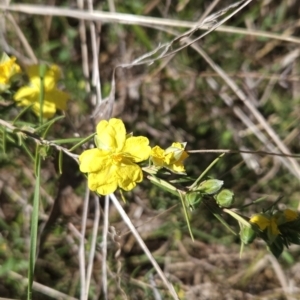 Hibbertia calycina at Hall, ACT - 19 Sep 2023