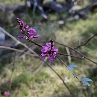 Indigofera australis subsp. australis (Australian Indigo) at Hall, ACT - 19 Sep 2023 by BethanyDunne