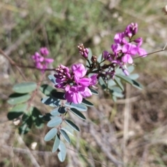 Indigofera australis subsp. australis (Australian Indigo) at Hall, ACT - 19 Sep 2023 by BethanyDunne