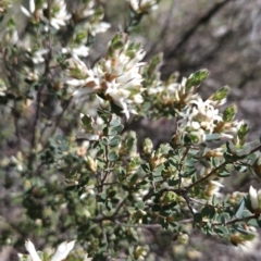 Brachyloma daphnoides (Daphne Heath) at Hall, ACT - 19 Sep 2023 by BethanyDunne