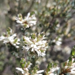 Brachyloma daphnoides at Hall, ACT - 19 Sep 2023