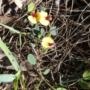 Bossiaea prostrata at Hall, ACT - 19 Sep 2023 11:31 AM