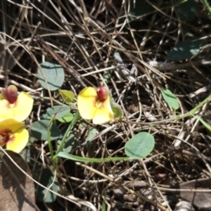 Bossiaea prostrata at Hall, ACT - 19 Sep 2023 11:31 AM