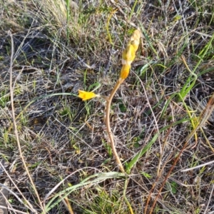 Bulbine bulbosa at Tuggeranong, ACT - 19 Sep 2023