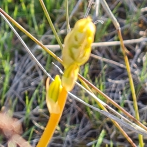 Bulbine bulbosa at Tuggeranong, ACT - 19 Sep 2023